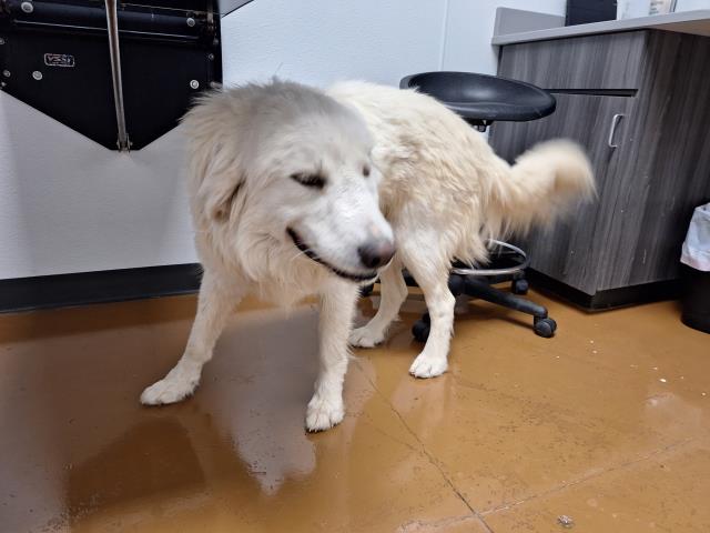  - Male - Great Pyrenees