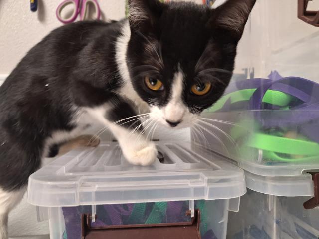  - Female - Domestic SH