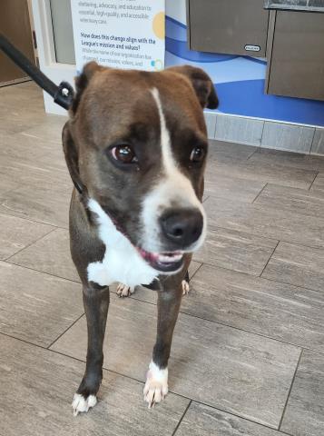  - Female - Pit Bull-Mix