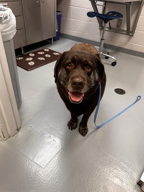 Darcie - Female - Labrador Retriever