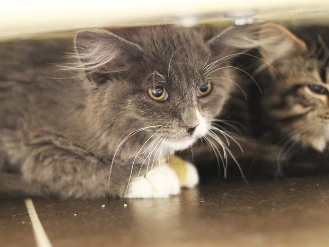 Lightra - Male - Domestic MH