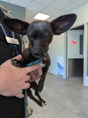  - Male - Chihuahua-Mix
