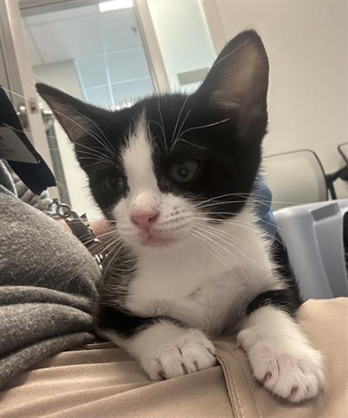  - Female - Domestic SH