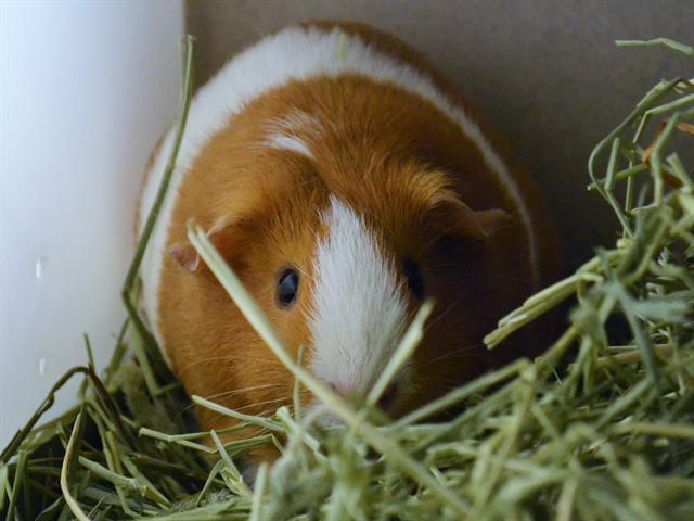 Cheesecake - Female - Guinea Pig