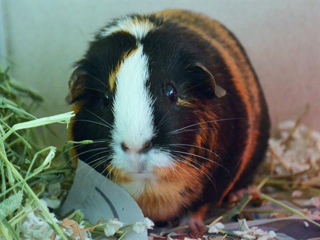 Moo Girl - Female - Guinea Pig
