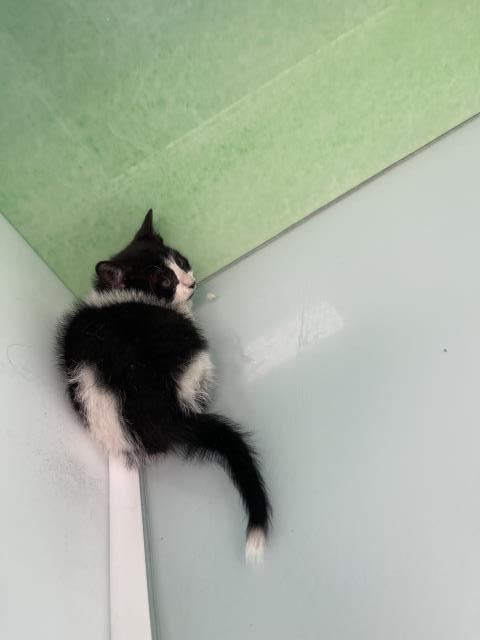  - Male - Domestic SH