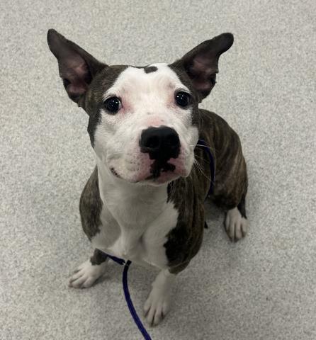  - Female - Pit Bull