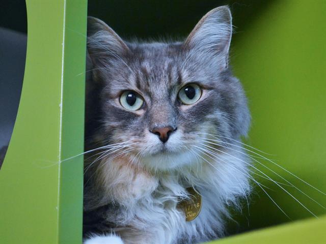 Oogie - Male - Domestic MH