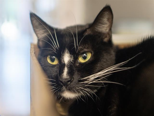Cheka - Female - Domestic SH