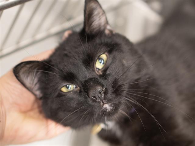 Cheko - Male - Domestic SH