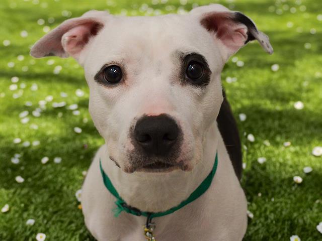 Mazikeen - Female - Staffordshire Bull Terrier