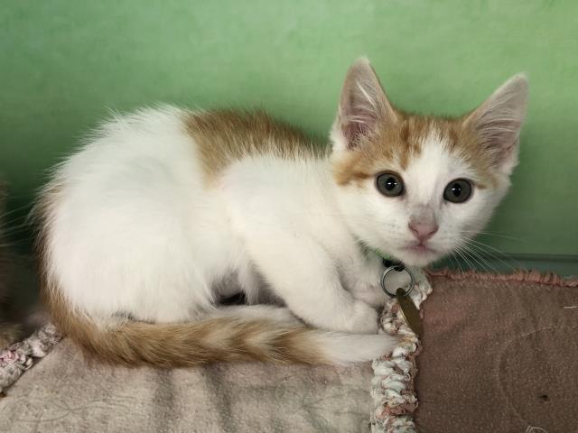 Lulu - Female - Domestic MH
