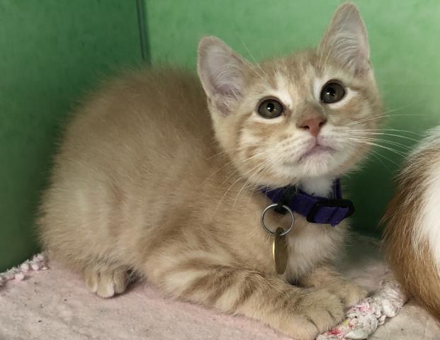 Tommy - Male - Domestic MH