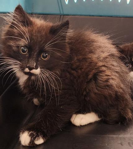 Clyde - Male - Domestic MH