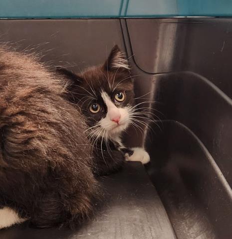 Bernard - Male - Domestic SH
