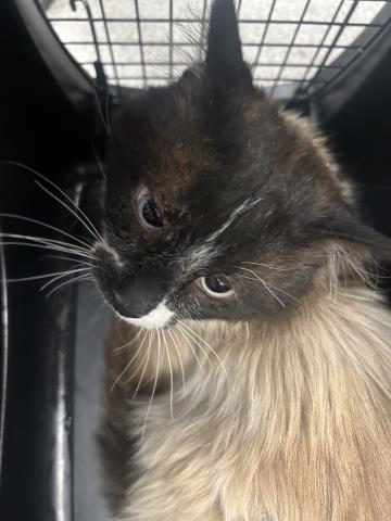 Dr Romano - Male - Domestic MH
