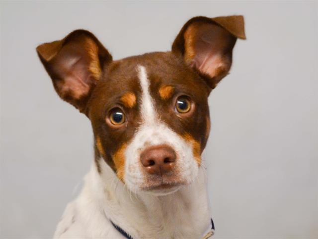  - Male - Jack Russell Terrier-Mix