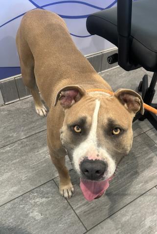  - Male - Mastiff