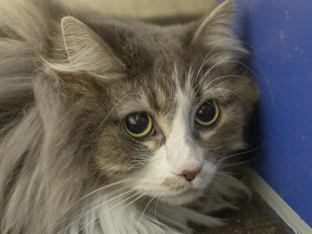 Sweetie - Female - Domestic MH