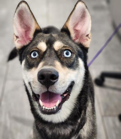  - Female - Siberian Husky-Mix