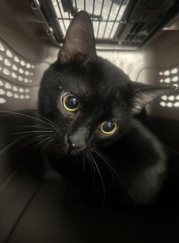 Oslo - Male - Domestic SH