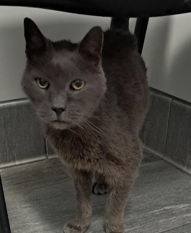 Buddy - Male - Domestic SH