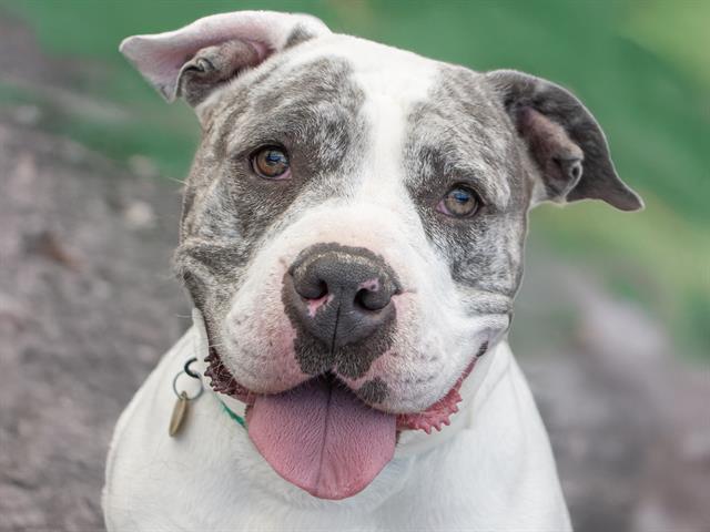  - Female - Pit Bull-Mix