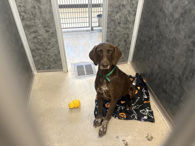Manito - Female - German Shorthaired Pointer