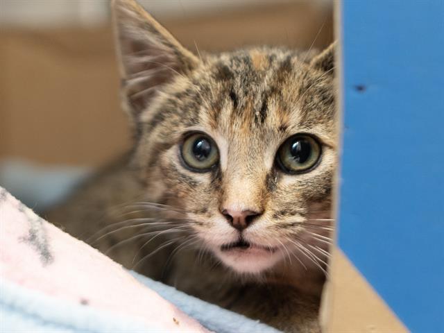Funnel Cake - Female - Domestic SH