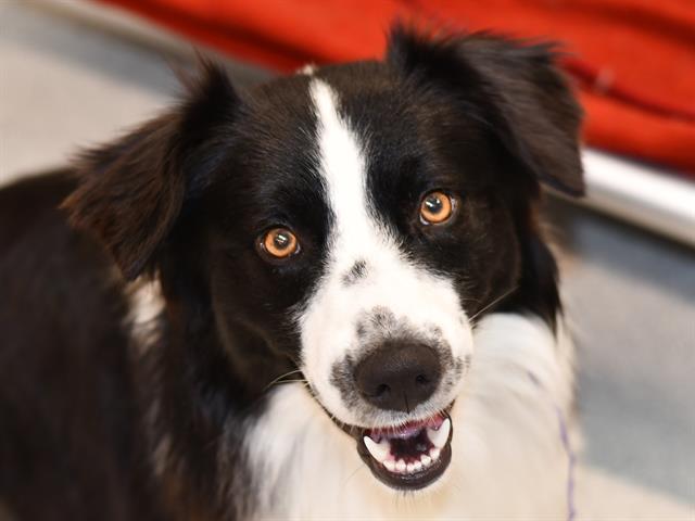 Rex - Male - Border Collie-Mix