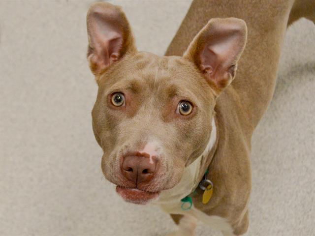Harper - Female - Pit Bull-Mix
