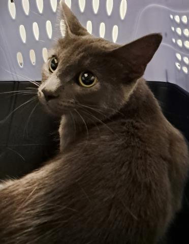  - Female - Domestic SH