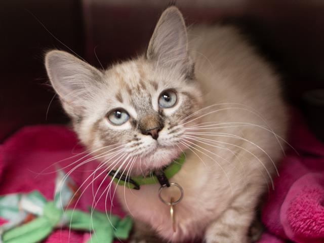 Kiwi - Female - Domestic SH