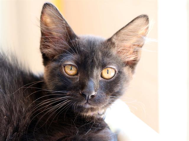 Sam - Male - Domestic MH