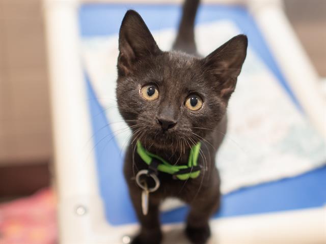Darla - Female - Domestic SH