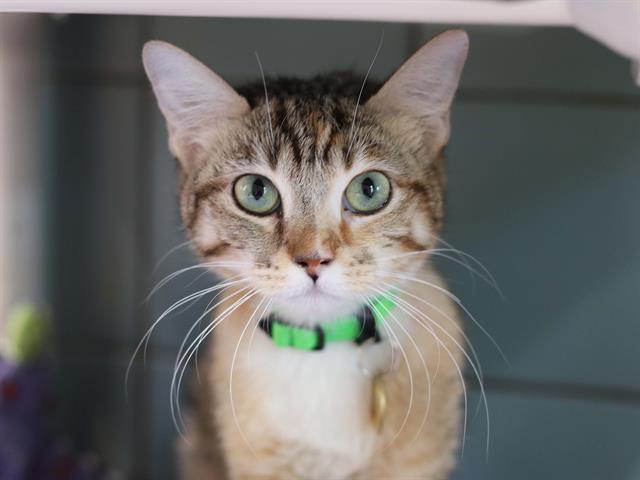 Patches - Female - Domestic SH