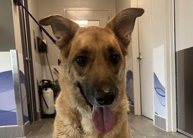  - Male - German Shepherd