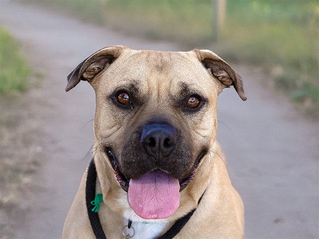Harley - Female - Boxer-Pit Bull