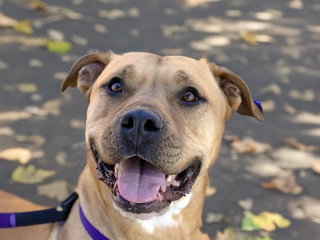 Joker - Male - Boxer-Pit Bull