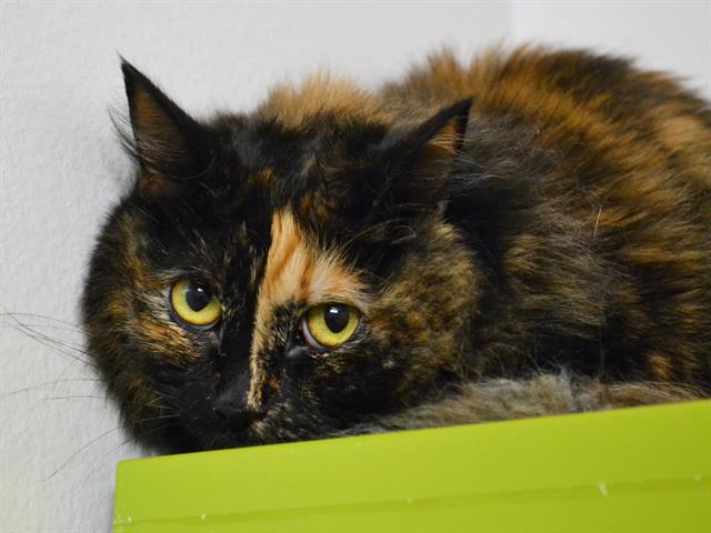 Pinky - Female - Domestic SH