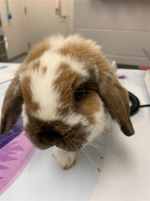 Buttercup - Male - Holland Lop