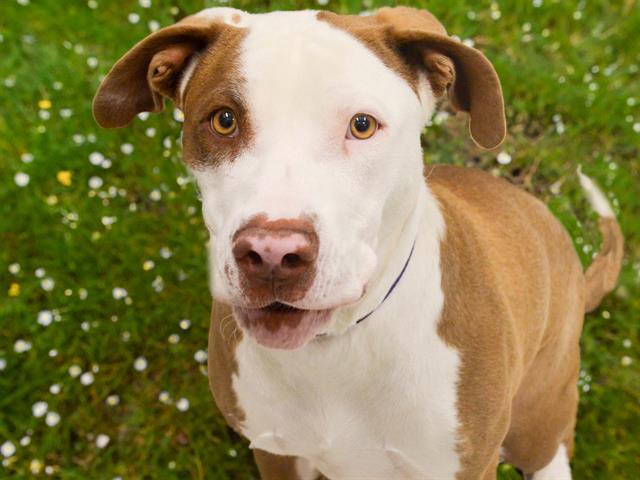 Kora - Male - Pit Bull-Mix
