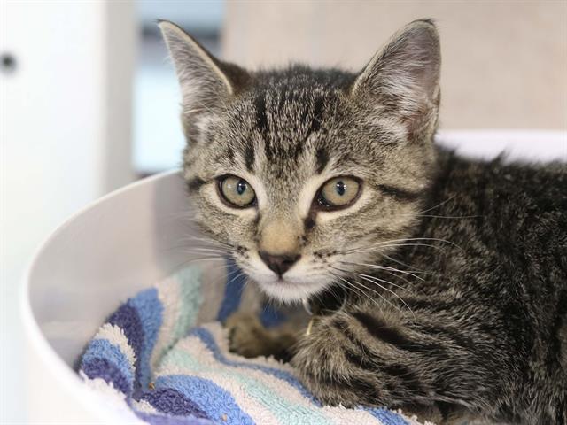 Norbert - Male - Domestic SH