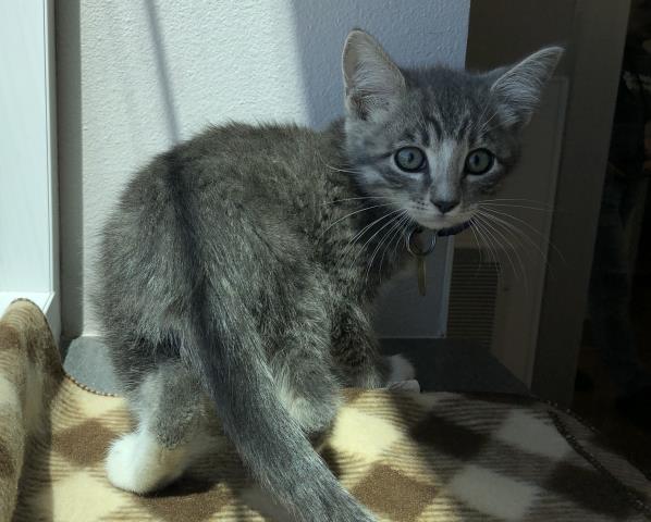 Rowan - Male - Domestic SH