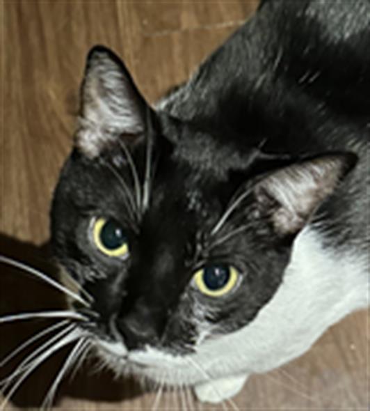 Milo - Male - Domestic MH