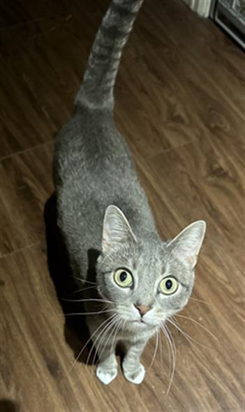 Chloe - Female - Domestic SH