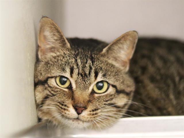 Kota - Female - Domestic SH