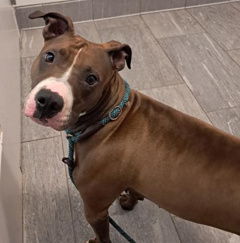  - Female - Pit Bull-Mix