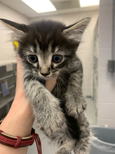 Wolfie - Female - Domestic SH-Mix