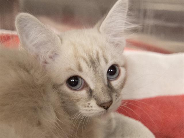 Snowy - Female - Domestic SH-Mix
